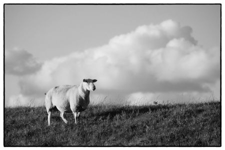 Das Schaf sucht den Hirten